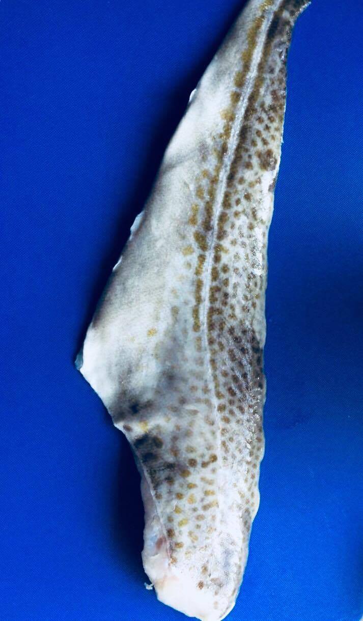 23107358_1987232708187314_384809129_o