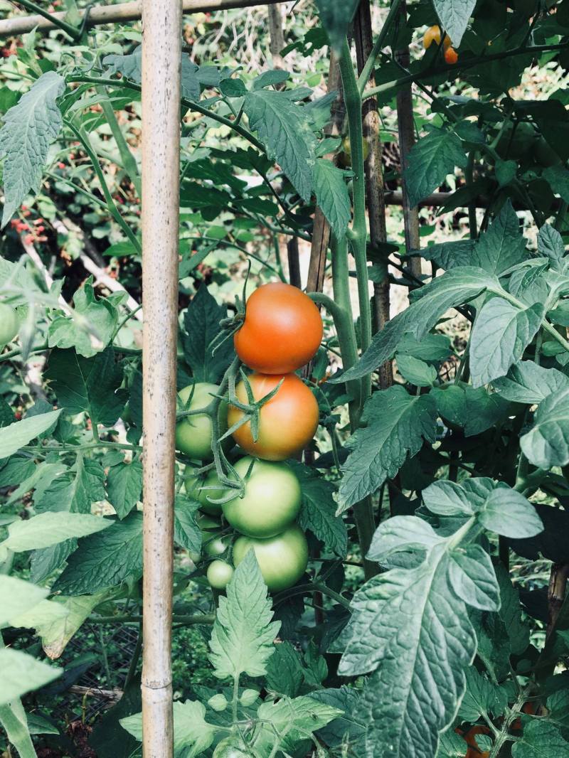 40072196_1882223838558499_1777429918611668992_n