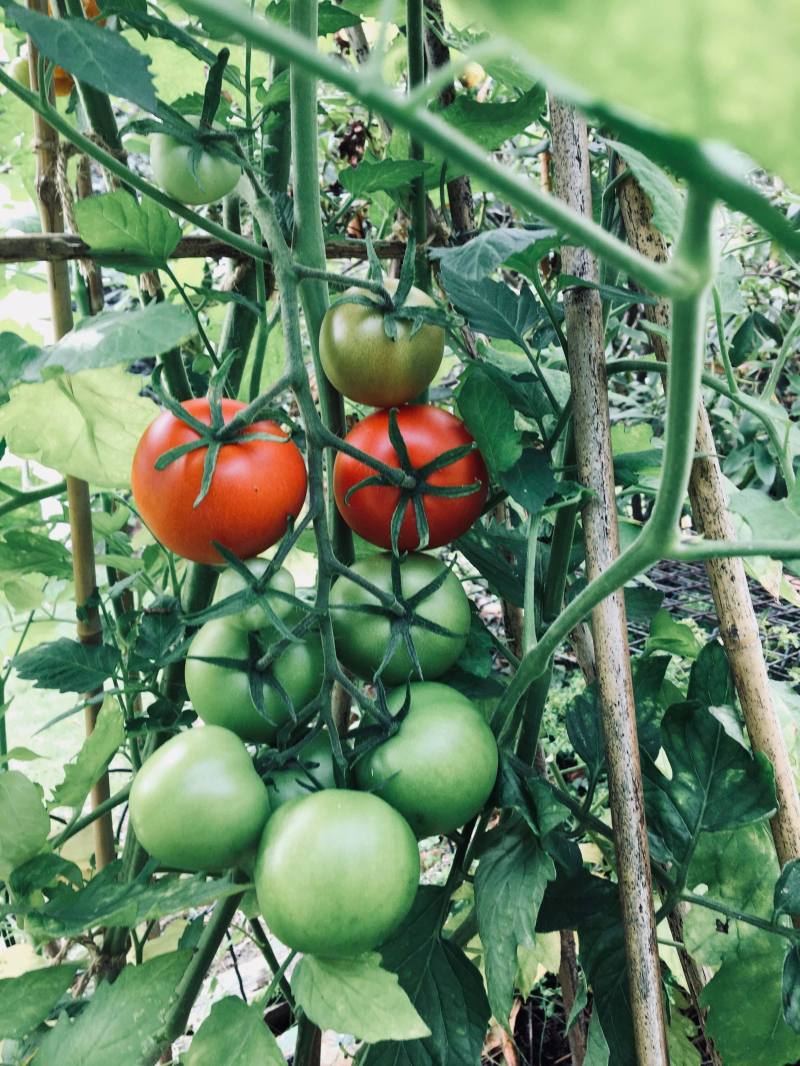 40183397_288034618659467_4661161529121439744_n