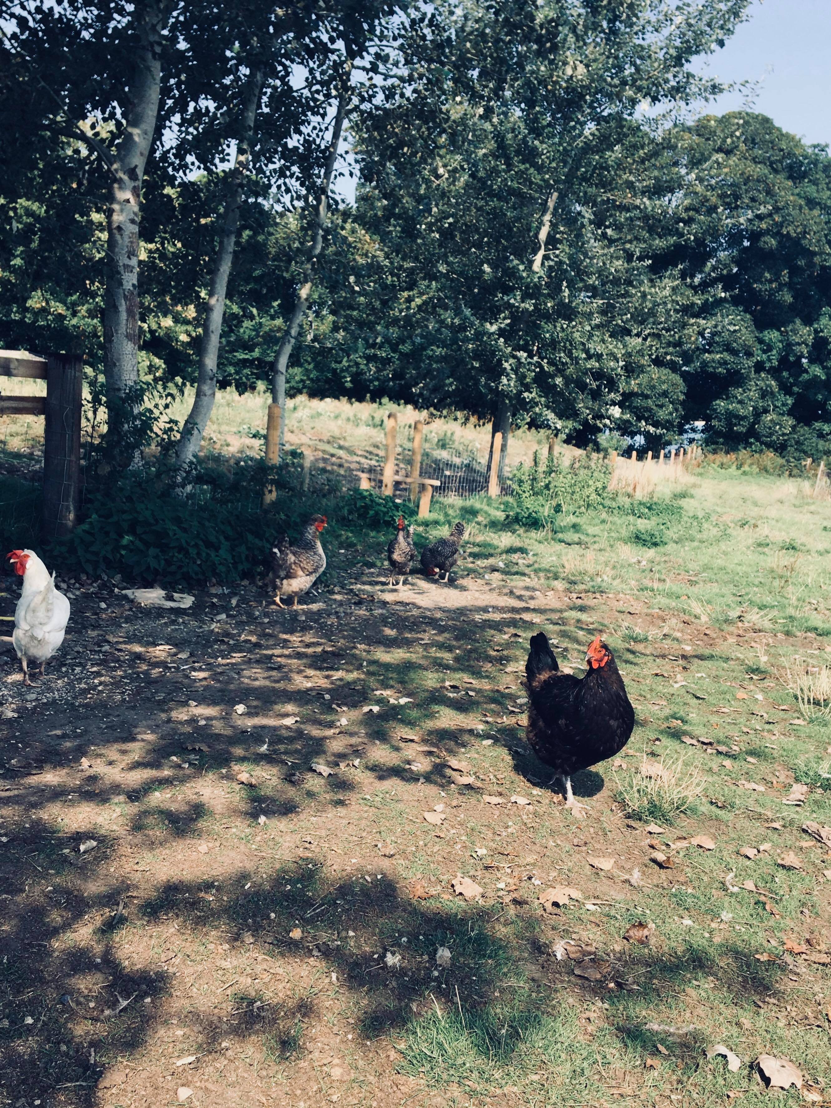 41794967_238933106786850_1084863684762664960_n