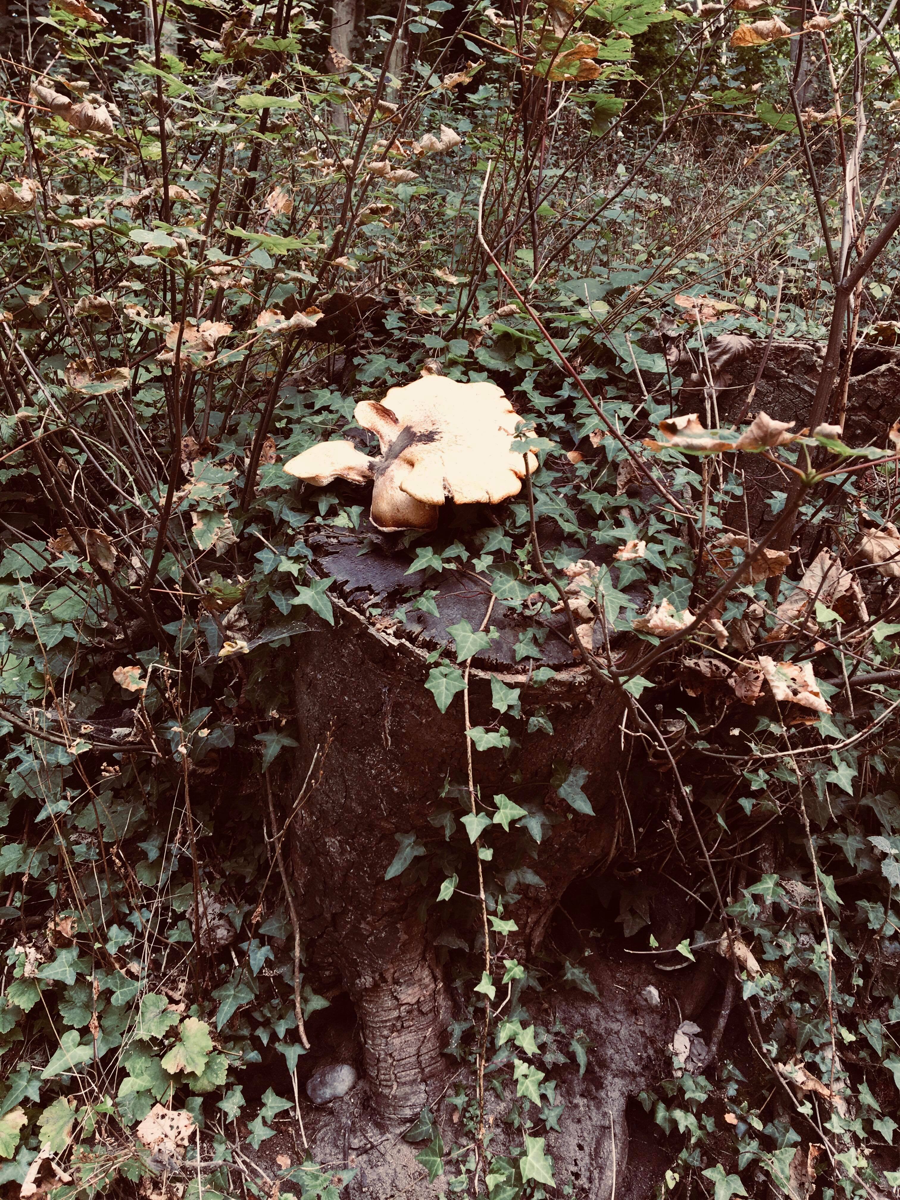 41804948_314475105979887_8367487798969630720_n